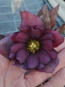 Ciemiernik Helleborus 'Red Sapphire' 70