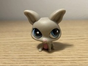 Chihuahua #2031 figurka lps littlest pet shop 