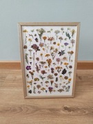 Obrazek z suszonych kwiatów 