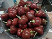 Papryka Czerśniowa Chocolate - ostra  