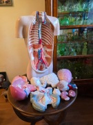 Stary model anatomiczny ludzkiego tłowia preparat medyczny szkolny prl