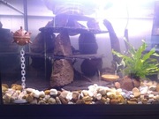 Ozdoba do akwarium - unosząca się na wodzie mina