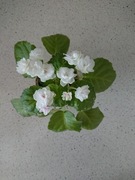 Fiołek afrykański Watermelon snow