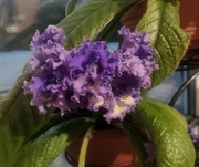 Liść skrętnika DS-1455