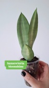 Sansewieria moonshine wężownica roślina doniczkowa nadwyżki własne
