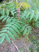 Sumak Octowiec Palma 5 sztuk.