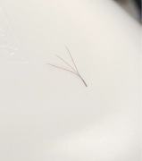 Brązowe kępki na pasku 3D 0.07 7mm skręt D