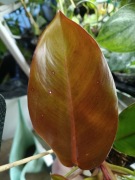 philodendron prince of orange-cięty szczyt