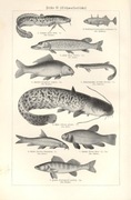 Ryby  oryginalne XIX w. grafiki 