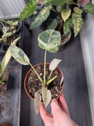 Philodendron Emerald ice albo 