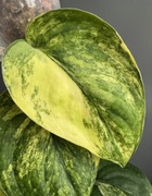 Scindapsus Jade Satin Aurea - pędówka