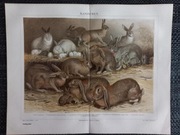 Kaninchen - duża chromolitografia 1897 r