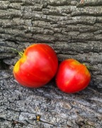 RED BELLY   Pomidor Kolekcjonerski 