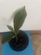 Jackfruit chlebowiec sadzonka 