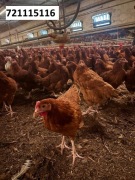 Kury Nioski Dowóz Gratis Detal/Hurt