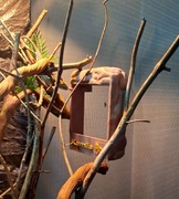 Karmnik magnetyczny do terrarium, karmnik dla gadów, agama, kameleon