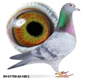 Młode 2026 para 26 oryg. A&W Drapa Inbred Maverick x Inbred Pokerface 12x1 