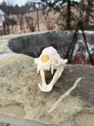 Czaszka BORSUKA lisa łani. Profesjonalna preparacja ZŁOTO 23,27 pkt CiC 