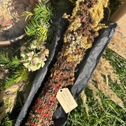 Kadzidło XL- Ochrona-Oczyszczenie-Odwaga-Dobrobyt