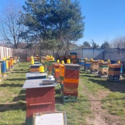 Pszczoły , rodziny pszczele. Sprzedam