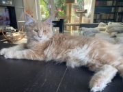 Sprzedam kocurka Maine Coon