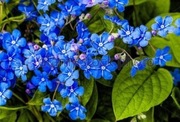 Ułudka wiosenna Omphalodes verna 5n .nasiona