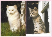 Urocze koty na 2 pocztówkach ( 5 )