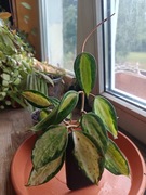 Hoya macrophylla pot od golf duża rosnąca 