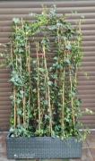 Bluszcz hedera 200-250 cm w dużych donicach kępa 