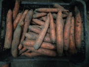 Zestaw warzyw ziemniaki marchew pietruszka czosnek od rolnika wysyłka inpos