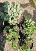 Byliny ogrodowe(kocimiętka  rozchodnik okazały konwalia ). 