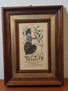 Oryginalna ilustracja botaniczna „Ipomoea purpurea” – XIX wiek