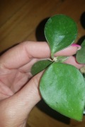 Hoya Hoja nummularioides cięta 