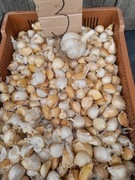 Czosnek czosnek słoniowy 20 ząbków sloniowy Sloniowy  rozmiar M