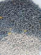 ŁUBIN SLODKI WĄSKOLISTNY 