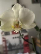 Storczyk Phalenopsis biały Leeds sadzonka z dwiema keikami