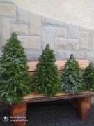  Żywa pachnąca choinka z  gałązek jodły  30 cm