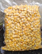 Kukurydza fermentowana 1KG wędkarska zanęta
