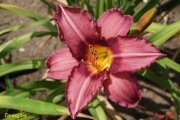 Hemerocallis / Liliowiec: Dewajtis