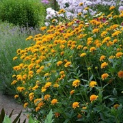 Słoneczniczek szorstki "Asahi" ( Heliopsis helianthoides Asahi)20 n
