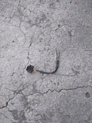 Kość czujnika martwego pola Dodge Challanger 2018 