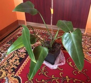 Prezent dla kolekcjonera filodendron Philodendron Emerald Queen 50 cm