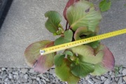 Bergenia grubolistna (Bergenia crassifolia)-sadzonka