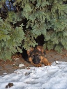 Owczarek niemiecki długowłosy szczeniak