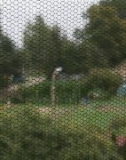 Ogródek działkowy Skierki