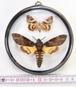 Gablotka ZMtg_Wtś_09 dwustronna motyl Zmierzchnica trupia główka