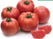 Pomidor Songul F1 - Nasiona Holenderskie