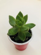 Sedum nussbaumerianum,