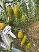 Pomidor Green Tiger nasiona kolekcjonerskie