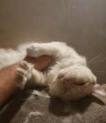 Ragdoll - przyjazny kot szuka domu.